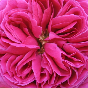 Róże ogrodowe - róża bourbon - różowy  - Rosa  Madame Isaac Pereire - róża z intensywnym zapachem - Armand Garçon - Lubi także miejsca w półcieniu. Nadaje się na kwiaty cięte.